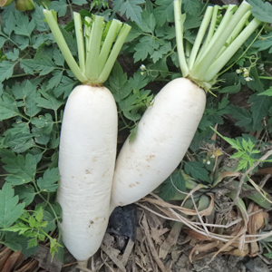 白蘿蔔
