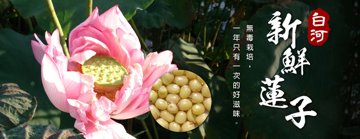 白河蓮子