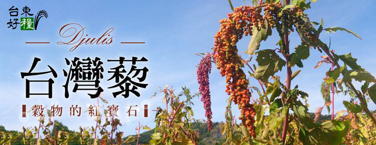 台東紅藜