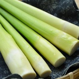 筊白筍