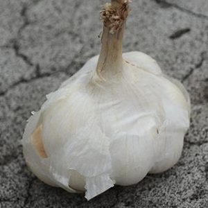 雲林有機大蒜