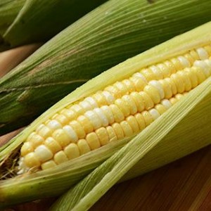 鹿野雙色甜玉米